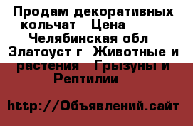 Продам декоративных кольчат › Цена ­ 400 - Челябинская обл., Златоуст г. Животные и растения » Грызуны и Рептилии   
